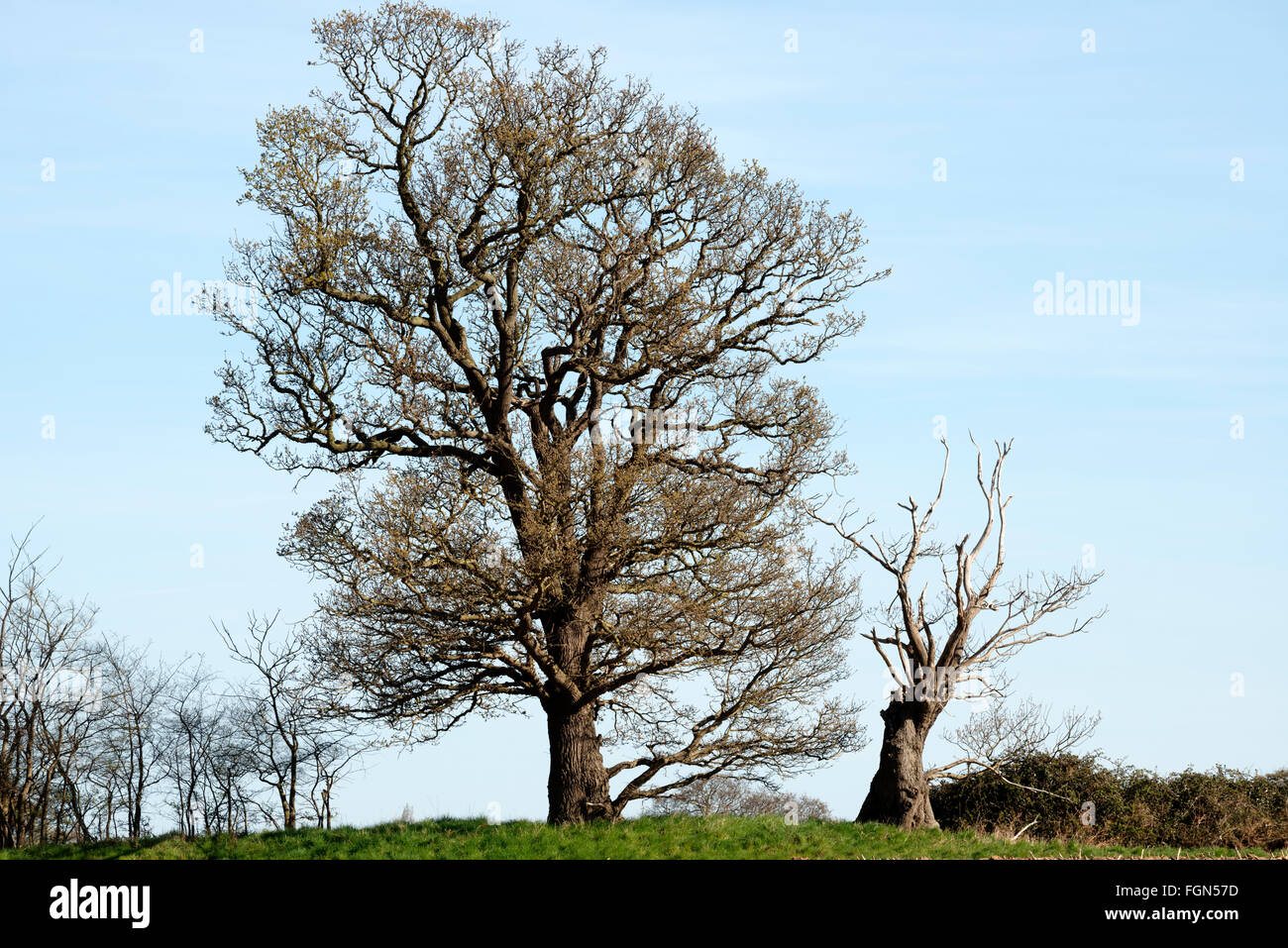 Sycamore trees uk hires stock photography and images Alamy