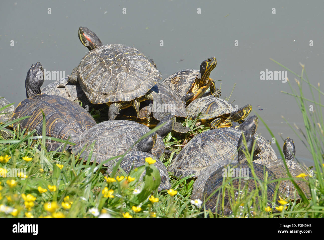 water turtles family rests near the lake Stock Photo