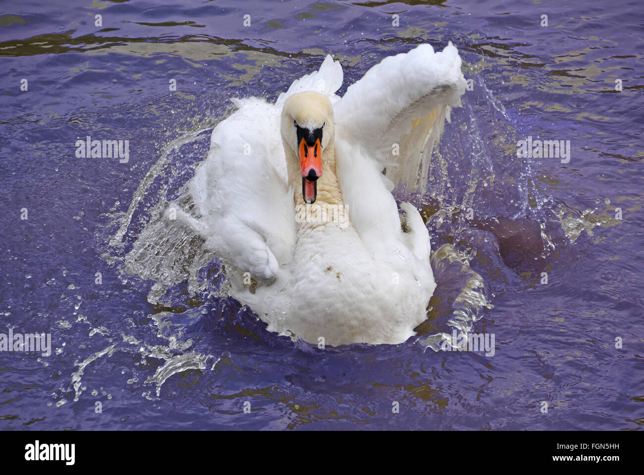 angry wild swan splashing in the lake Stock Photo