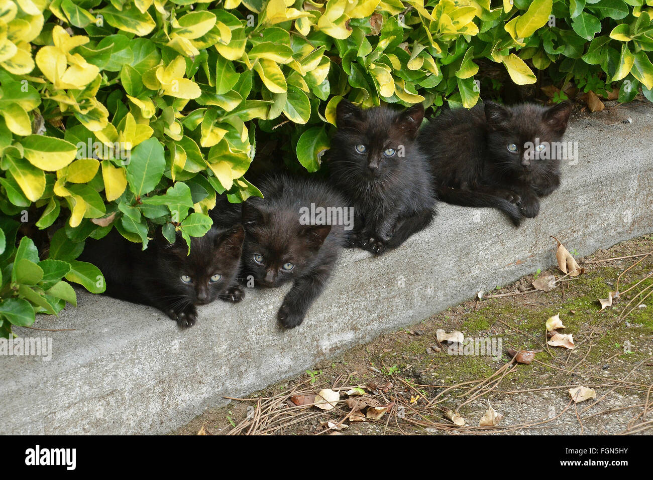 four little cats brothers Stock Photo