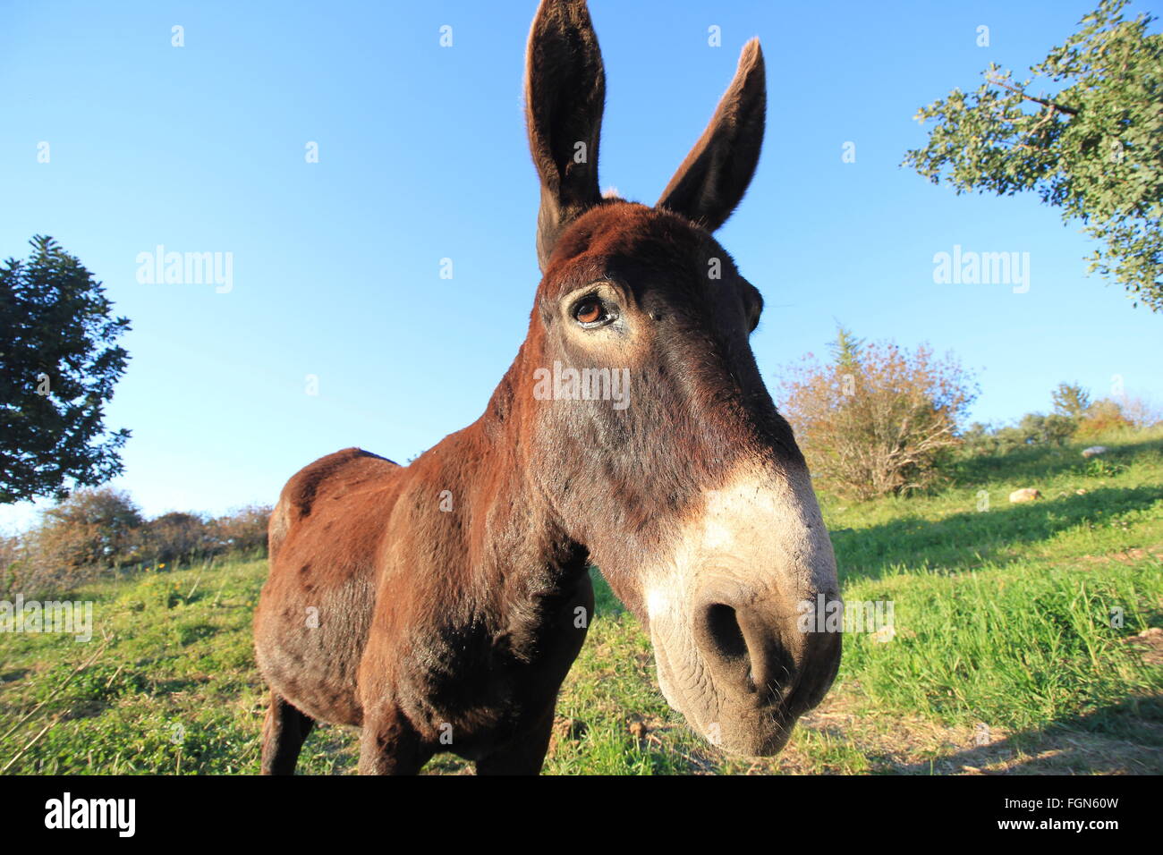 Donkey Ass In A Field In Cyprus Wide Angled Image Of Head With Body Donkey Ass In A Field In Cyprus Wide Angled Image Of Head With Body
