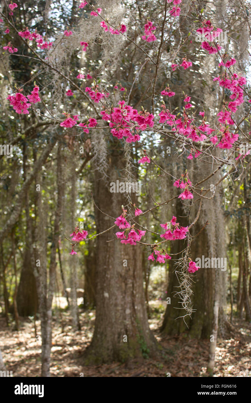Crabapple trees blooming in front of a cypress grove on Big Branch Marsh, Lacombe, Louisiana. Stock Photo
