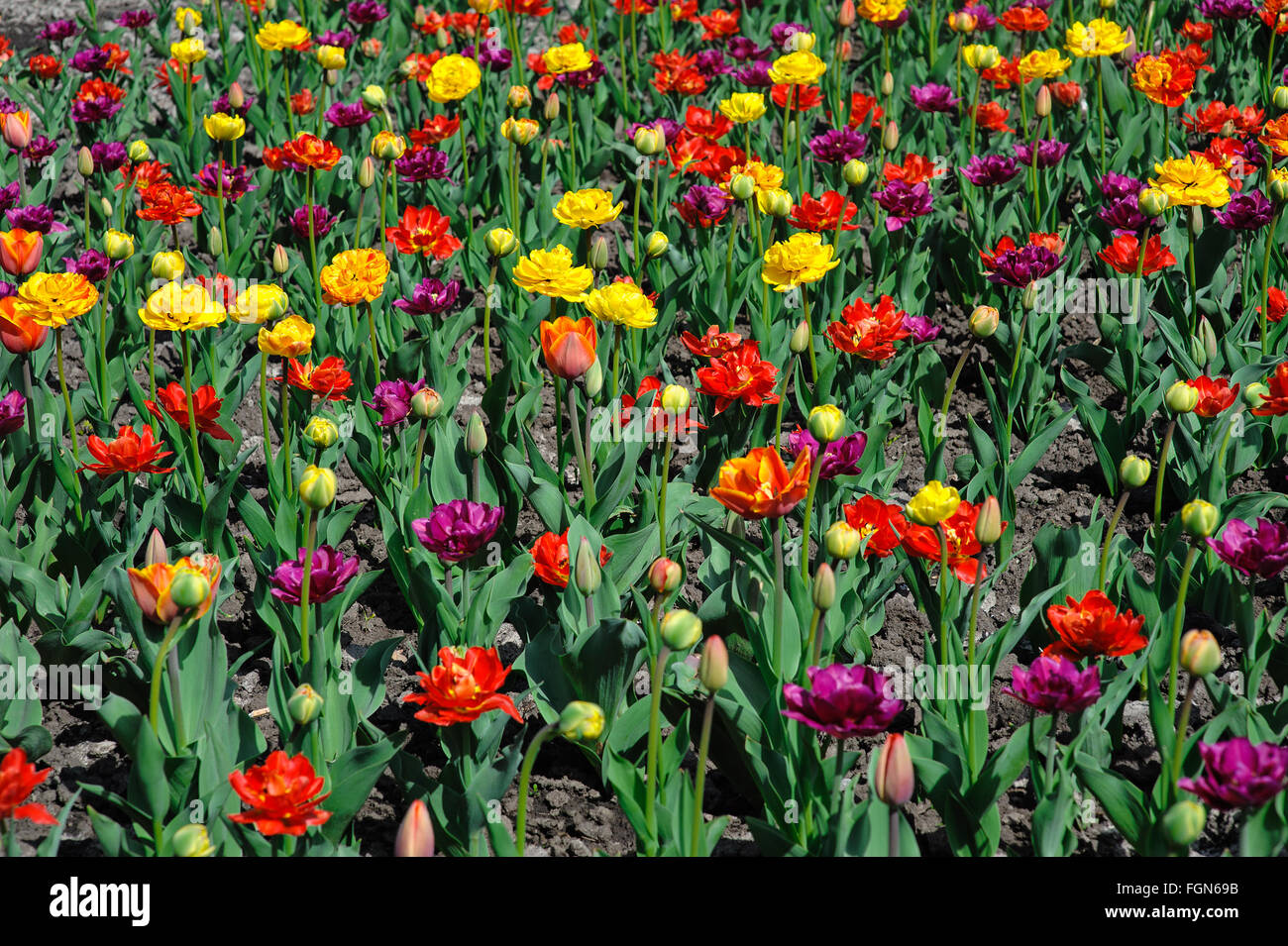Multicolored tulips and pansy flowers on flowerbed Stock Photo