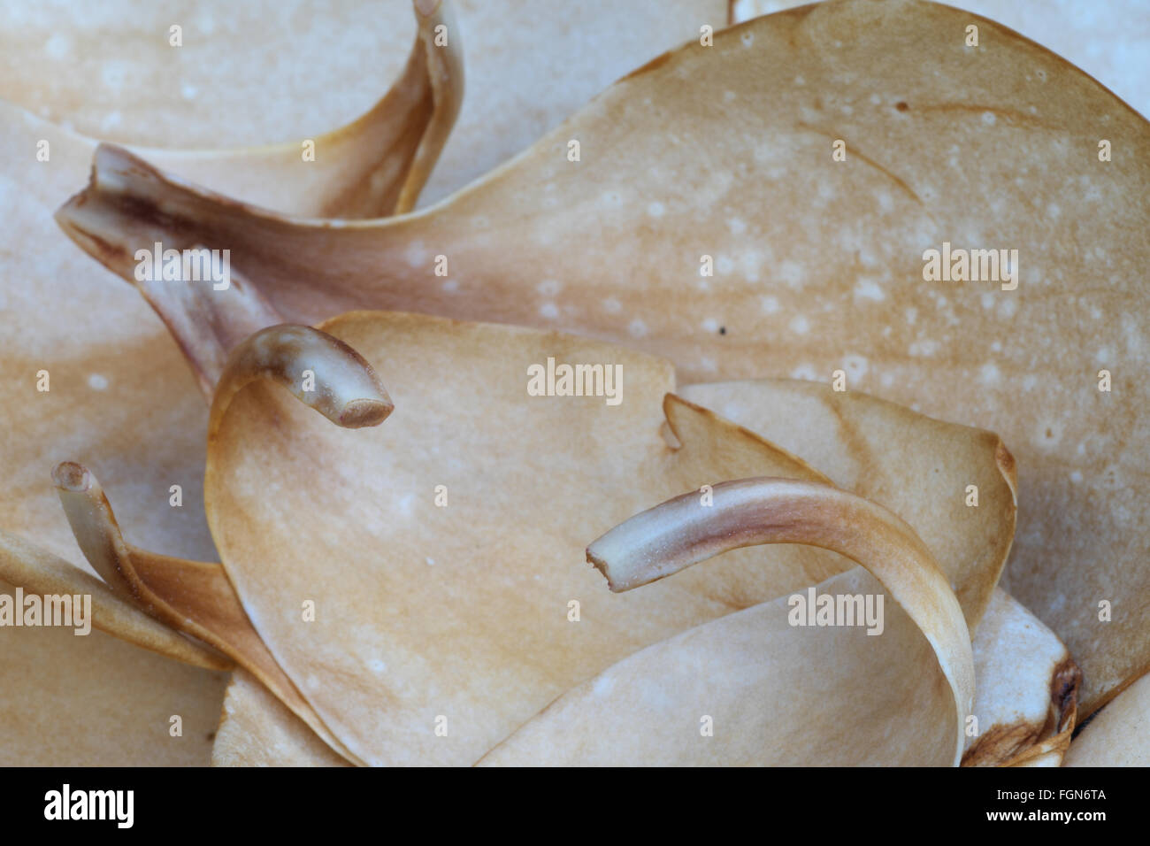 Fallen Magnolia petals on the ground Stock Photo Alamy