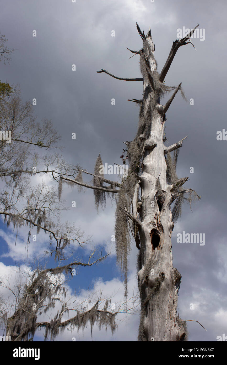 Dead cypress tree trunk in a Louisiana swamp area Stock Photo Alamy