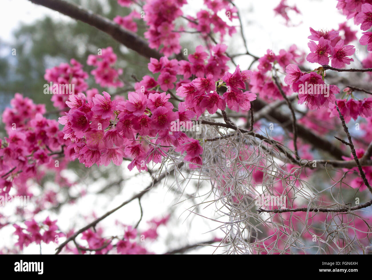 Crabapple blossoms with Spanish moss in southern Louisiana Stock Photo