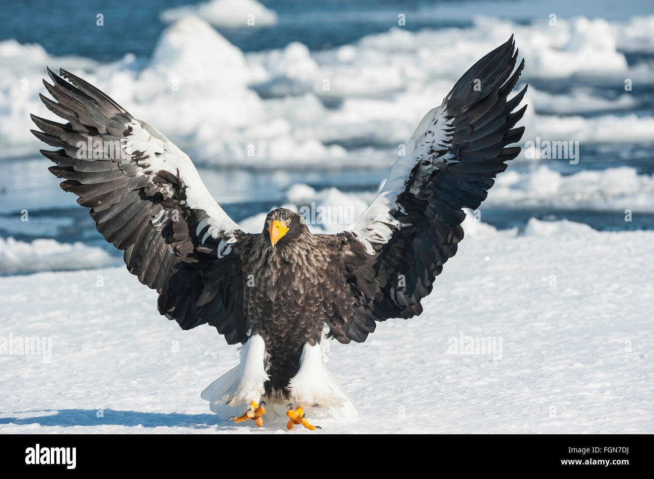 Steller's Sea Eagle, Haliaeetus pelagicus, flying, Rausu, offshore Hokkaido, Sea of Okhotsk, Japan Stock Photo