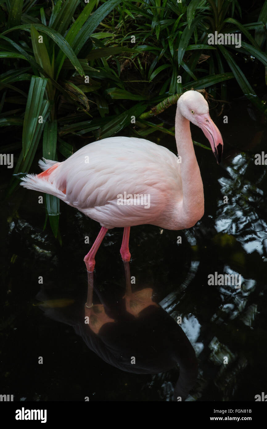 Flamingos, Phoenicopterus, are never mistaken for any other type of bird because of their pink plumage, long legs, long necks an Stock Photo