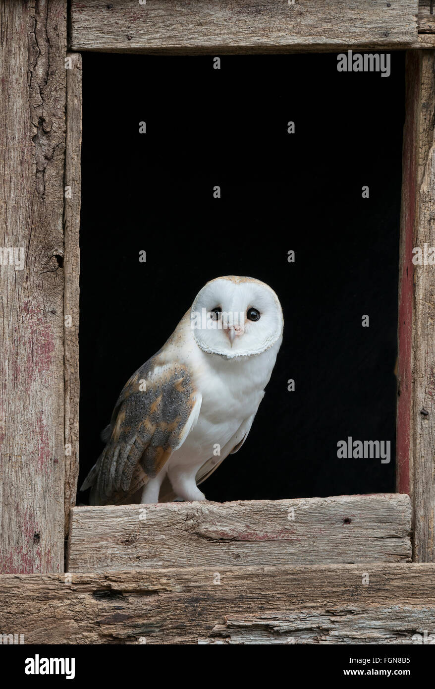 Barn owl (Tyto alba) sitting on barn window sill, Eastern USA Stock Photo