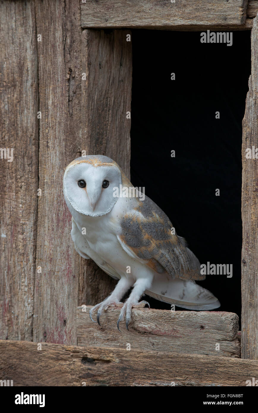 Barn owl (Tyto alba) sitting on barn window sill, Eastern USA Stock Photo