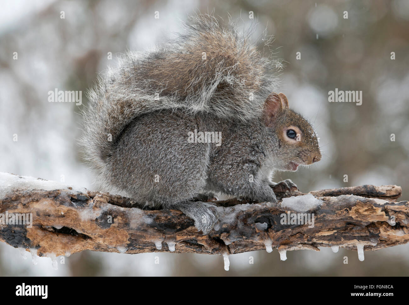 Eastern Gray Squirrel (Sciurus carolinensis) looking for food after snow storm, Michigan USA Stock Photo