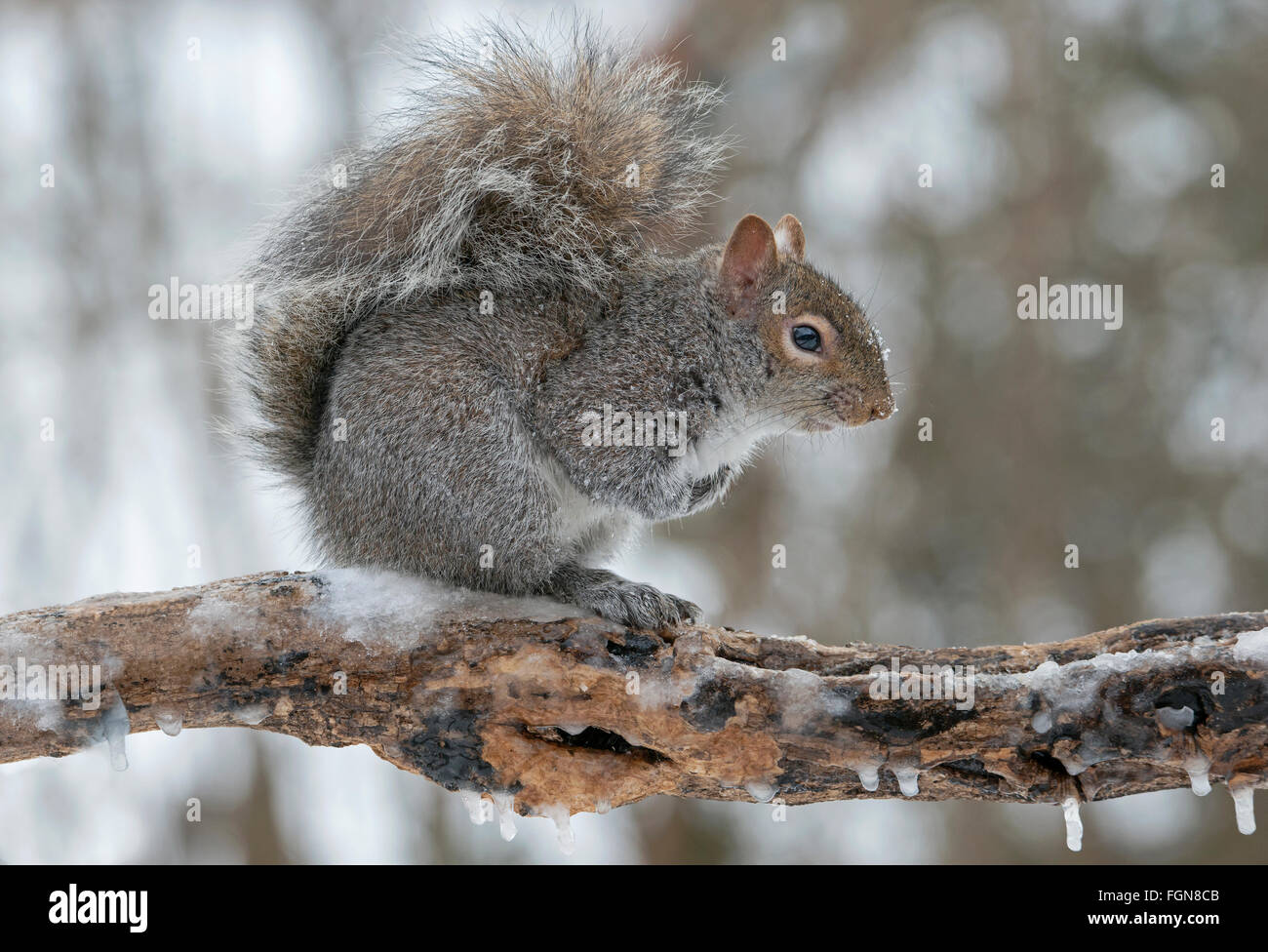 Eastern Gray Squirrel (Sciurus carolinensis) looking for food after snow storm, Michigan USA Stock Photo