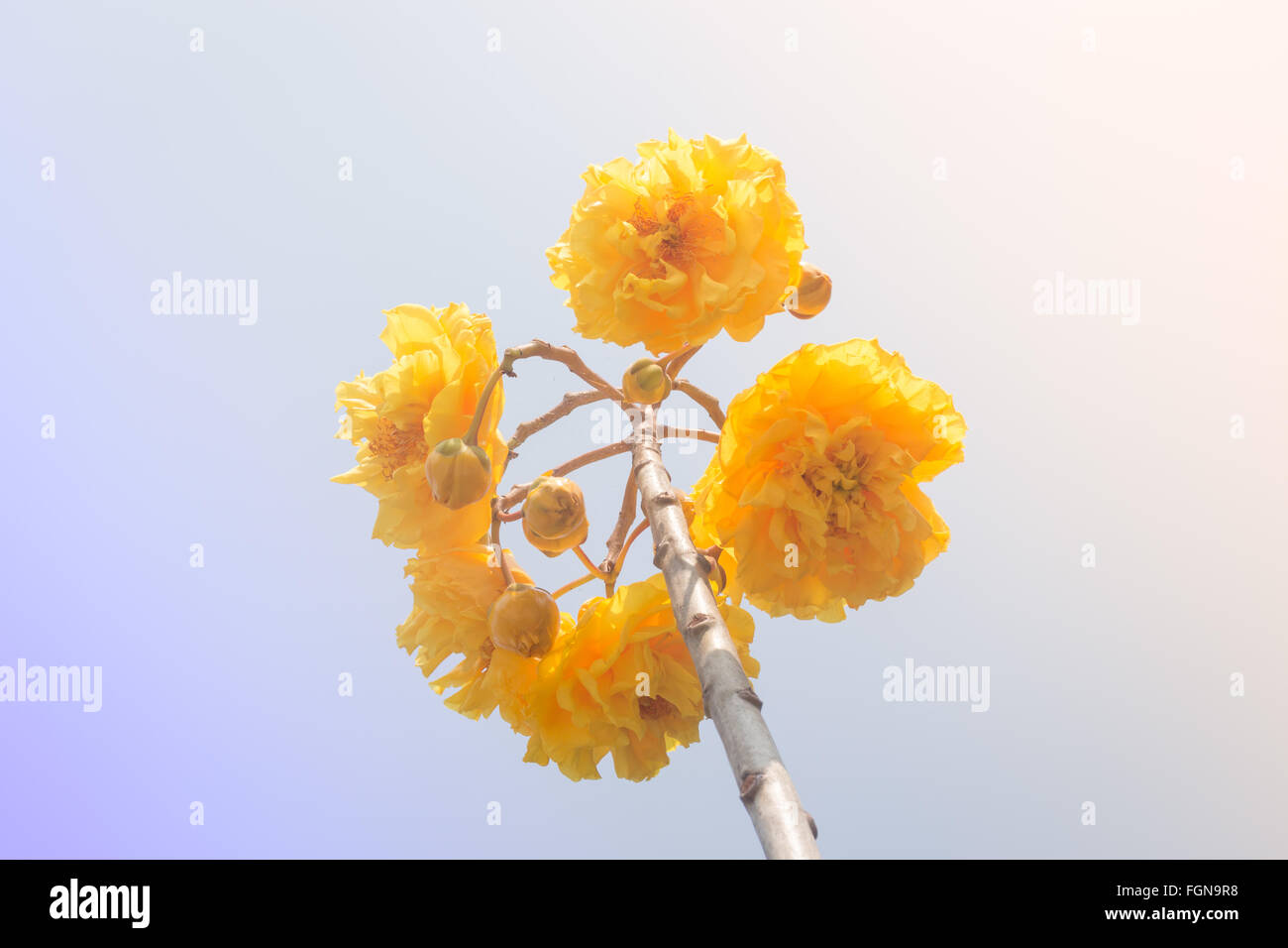 Yellow Silk Cotton (Cochlospermum religiosum) flower buds, stock photo Stock Photo