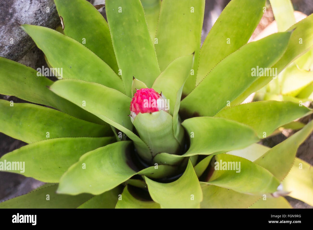 Pink wildflower stock hi-res stock photography and images - Alamy