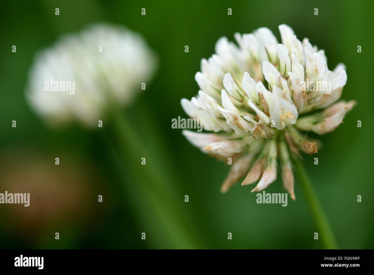 White clover (Trifolium repens). White flower of a delicate legume seen growing amongst grass in pasture Stock Photo