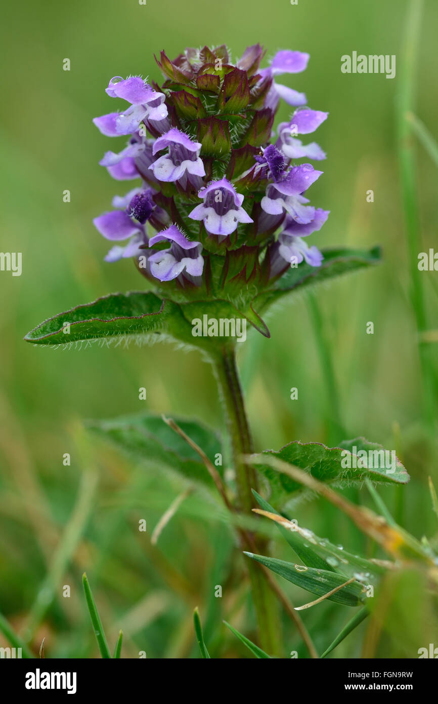 Selfheal (Prunella vulgaris). A flower spike of this purple flower in the mint family (Lamiaceae) Stock Photo