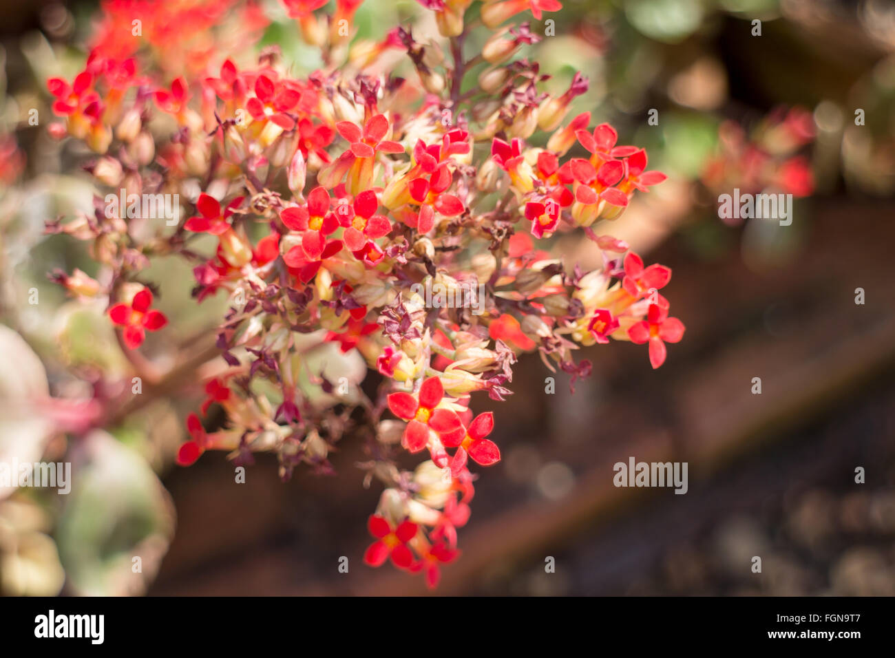 Kalanchoe flowering plant in home garden, stock photo Stock Photo - Alamy