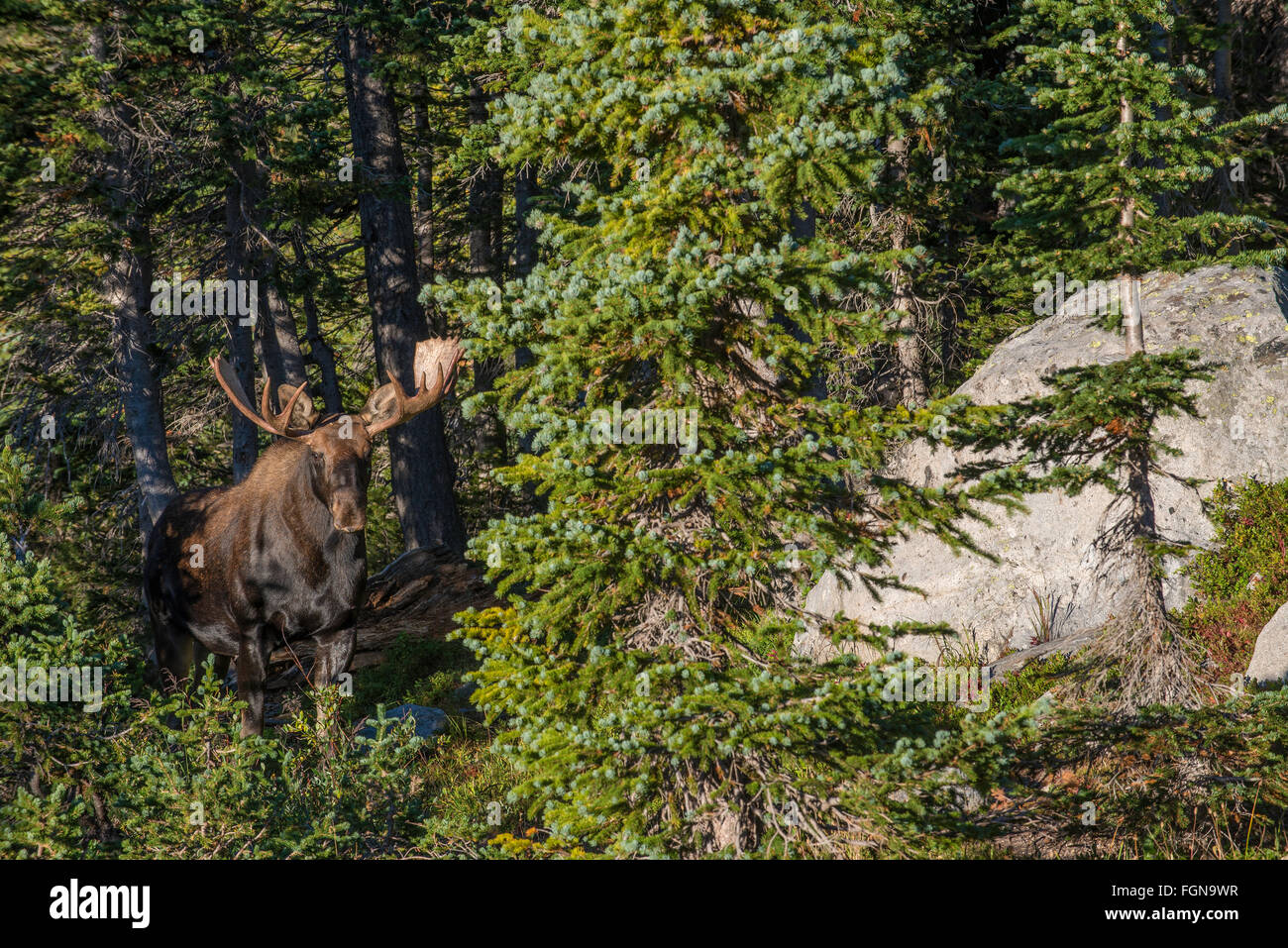 Bull Moose (Alces alces) foraging for food in forest, Indian Peaks Wilderness,Rocky mountains, Colorado, USA Stock Photo