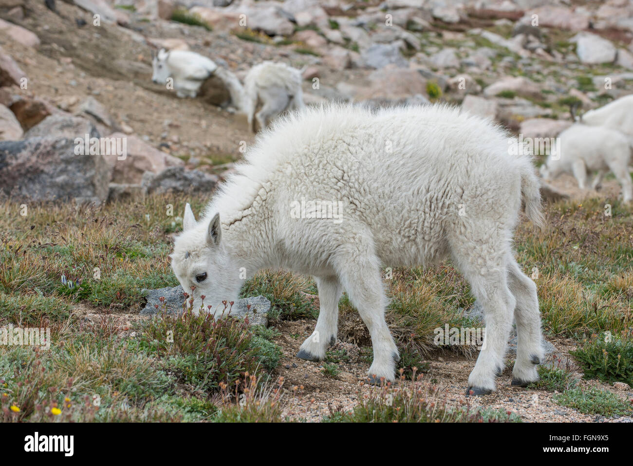 Mountain Goat (Oreamnos americanus), kid grazing, feeding on alpine