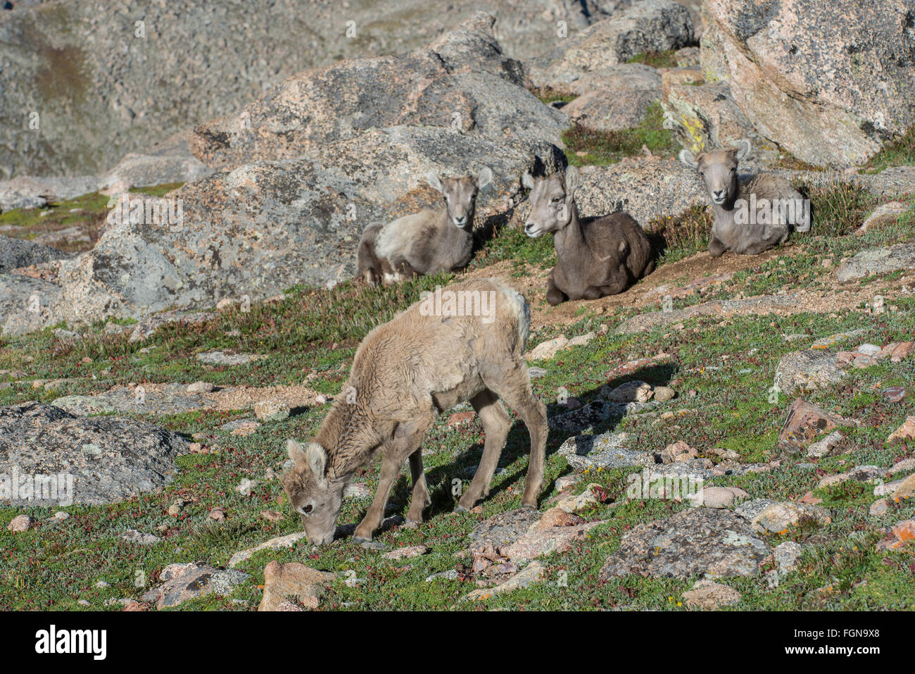 Bighorn Sheep (Ovis canadensis) Lamb eating alpine plants, Mount Evans Wilderness Area, Rocky Mountains, Colorado USA Stock Photo