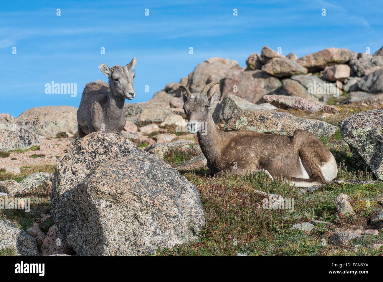 Bighorn Sheep (Ovis canadensis) Ewe and Lamb resting, Mount Evans Wilderness Area, Rocky Mountains, Colorado USA Stock Photo