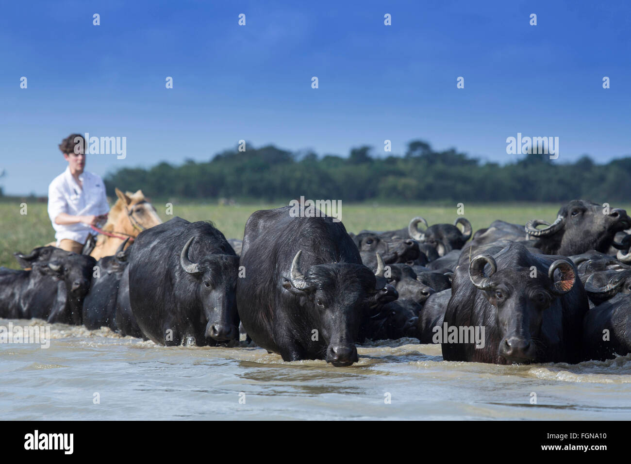 A cowboy herding Asian buffalo Stock Photo