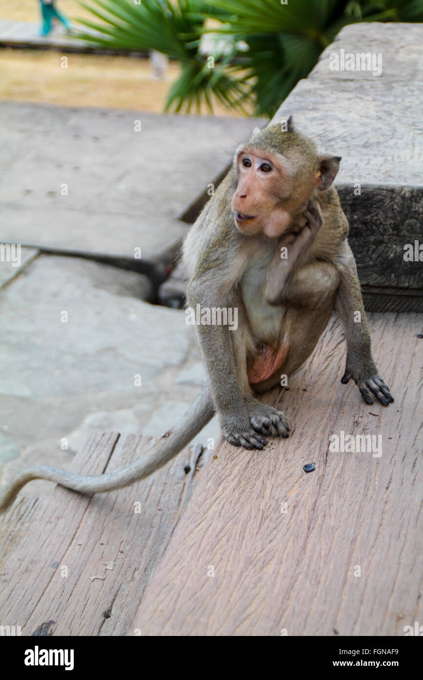 Macaque Monkey scratching his face with his leg, Siem Reap, Cambodia. Stock Photo