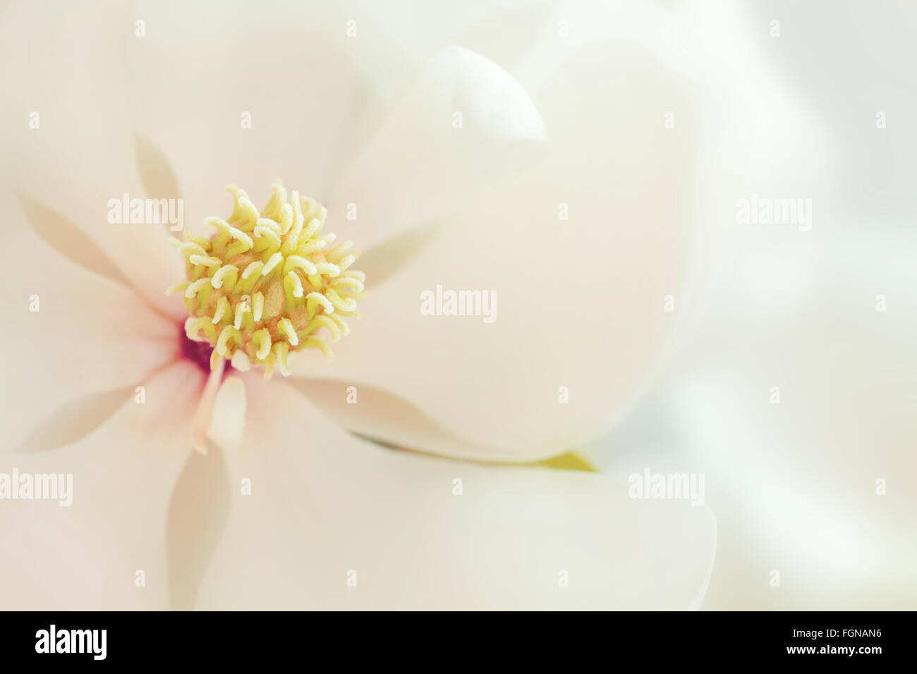 White Magnolia Blossom High Key Tropical Floral Stock Photo