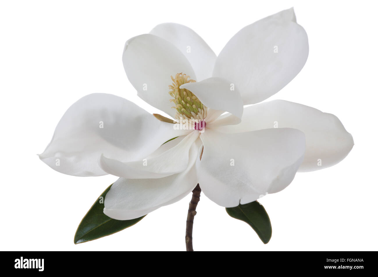 White Magnolia Blossom High Key Floral Stock Photo