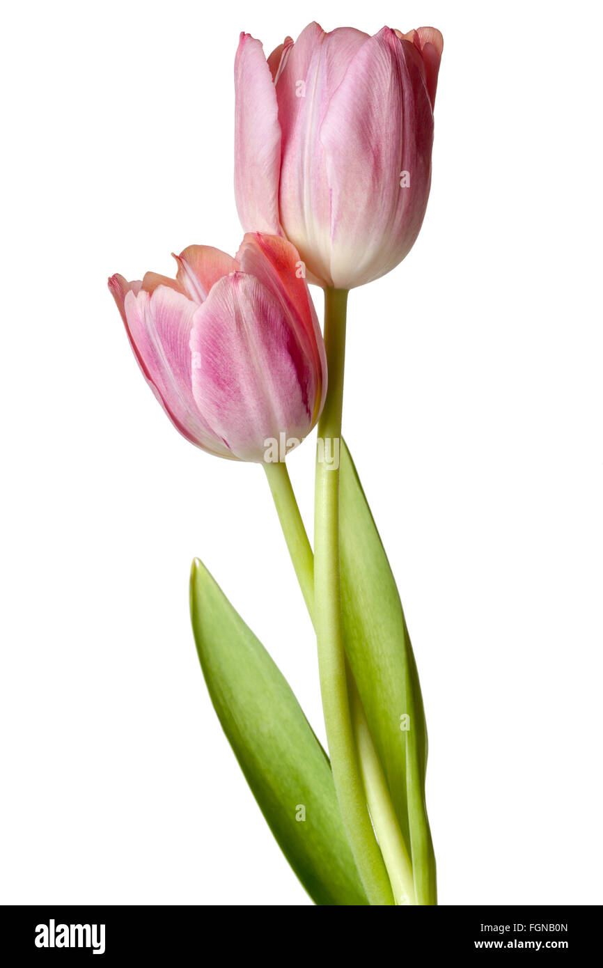 Tulip Flower Pink Salmon Red Tulips Flower Floral on White Background Stock Photo