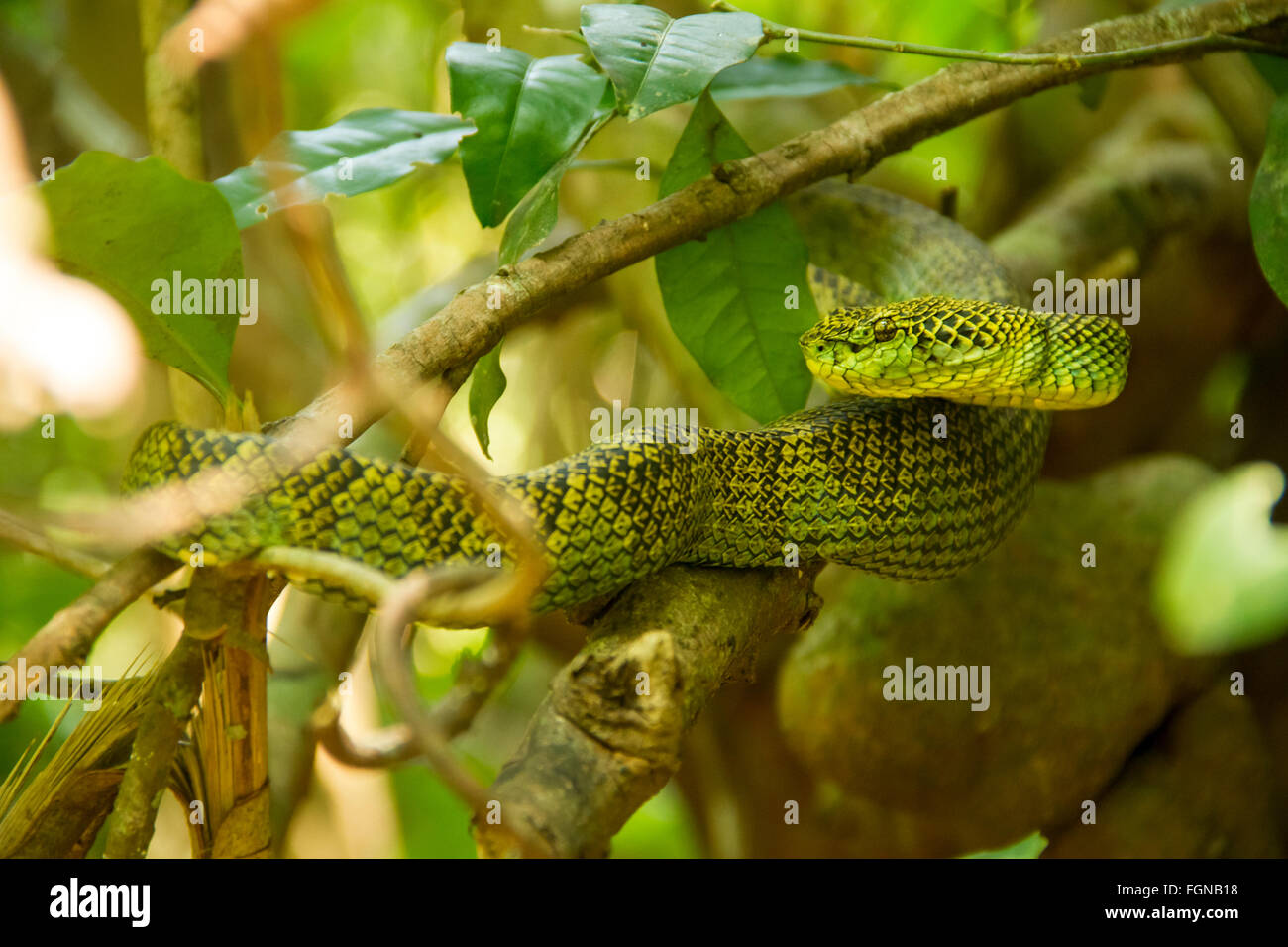 The Crotalinae, commonly known as pit vipers, crotaline snakes, or pit