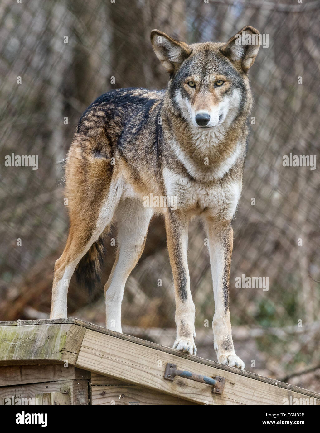 Endangered Red Wolf (Canis rufus) standing on a shed in a zoo Stock Photo