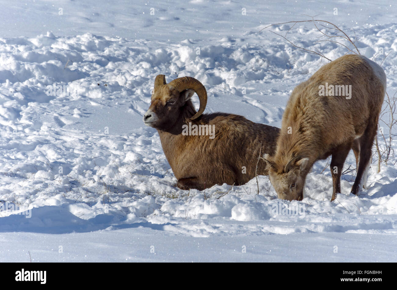 Bighorn Ram keeping a watchful eye while a young sheep grazes in the snow at Jasper National Park, Alberta, Canada Stock Photo