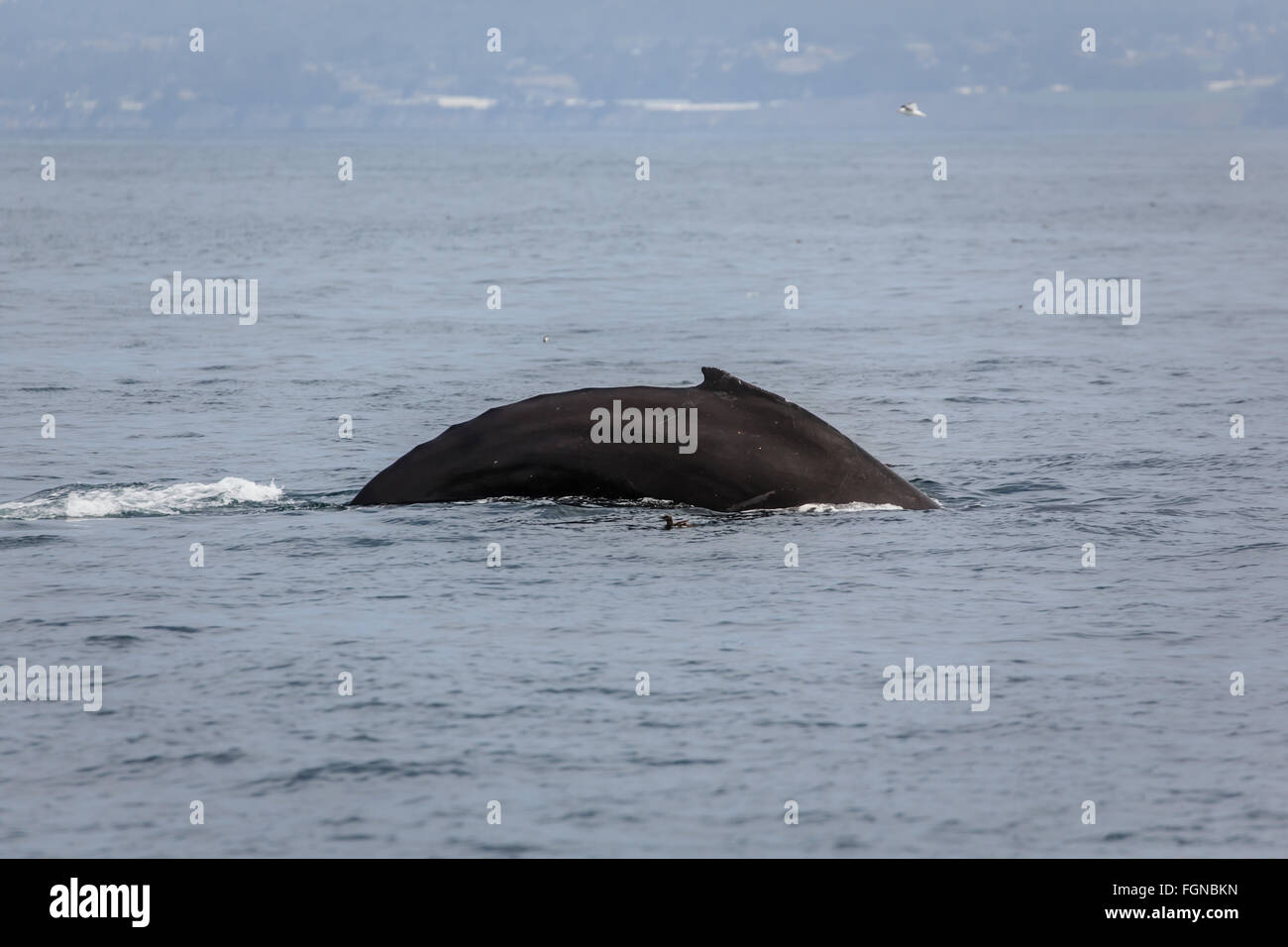 curved back of humpback whale, Megaptera novaeangliae, surfacing in the ocean Stock Photo
