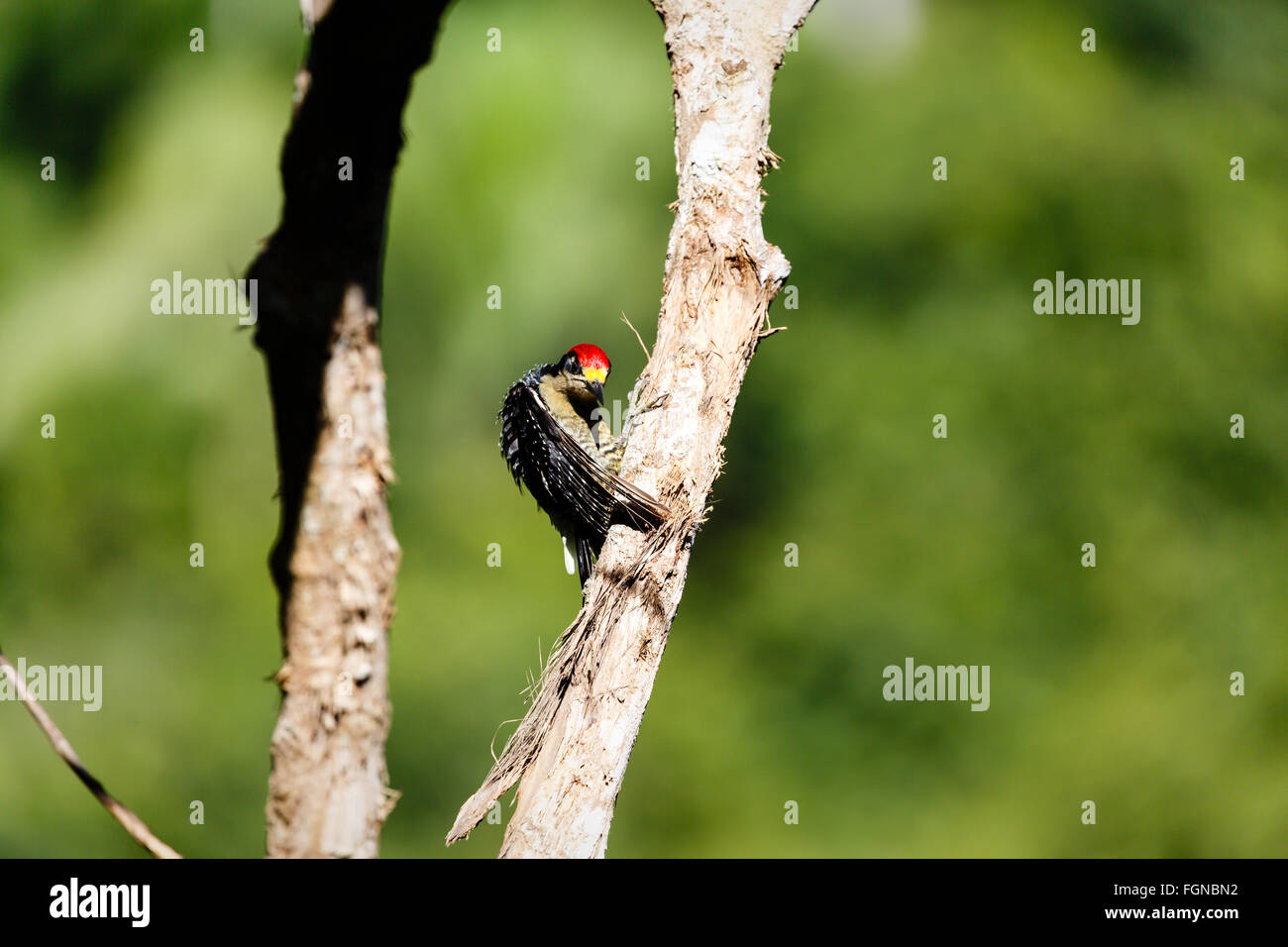 Black-cheeked Woodpecker, Melanerpes pucherani, grooming on tree limb in rainforest Stock Photo
