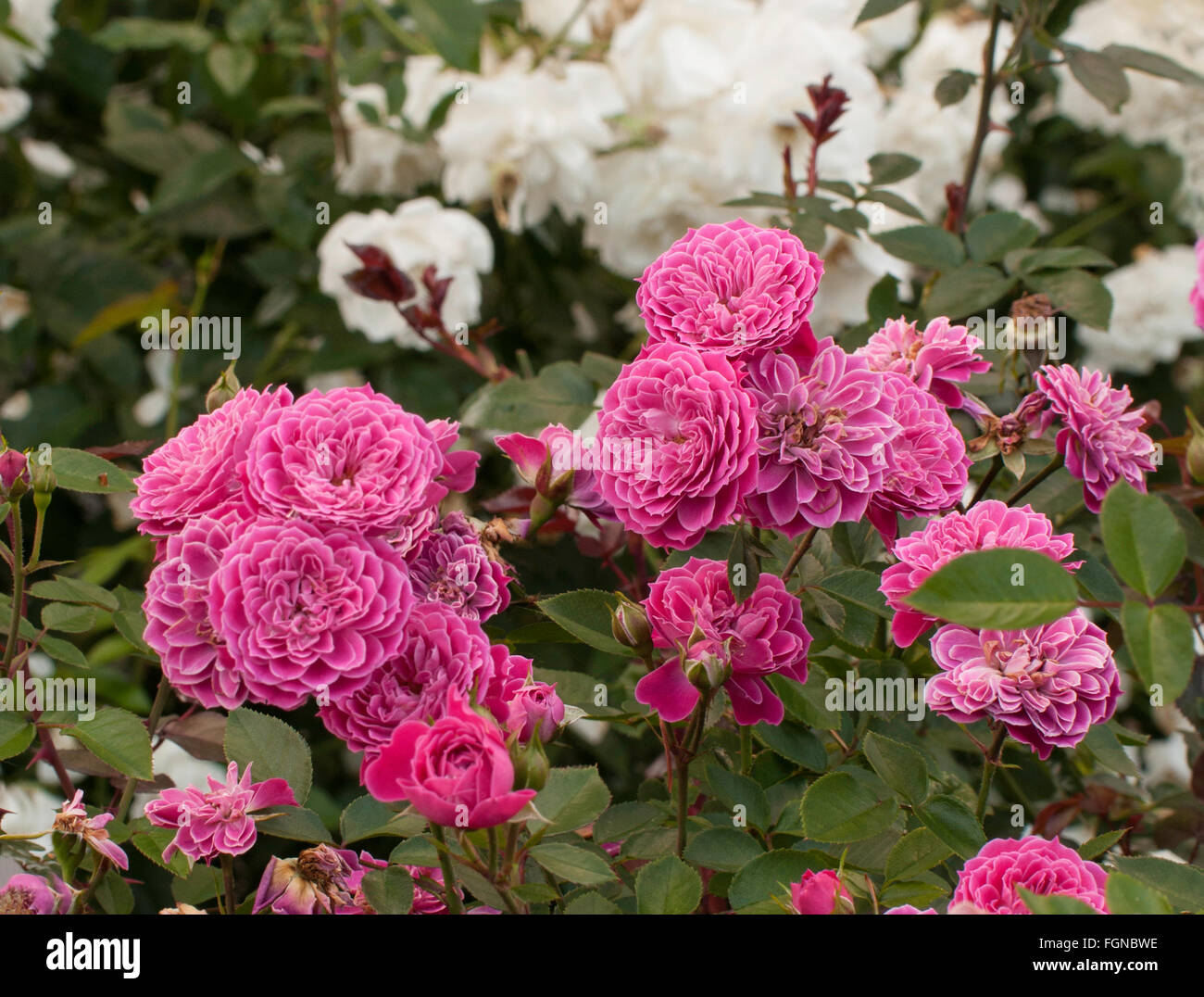 Miniature rose bush hi-res stock photography and images - Alamy