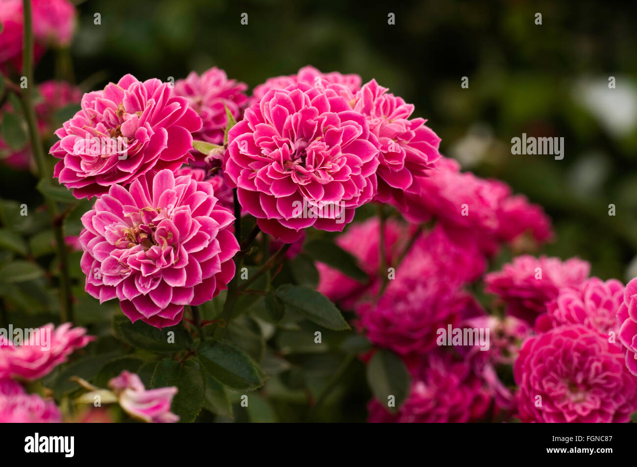 Rose rosa mariotta miniature hi-res stock photography and images - Alamy