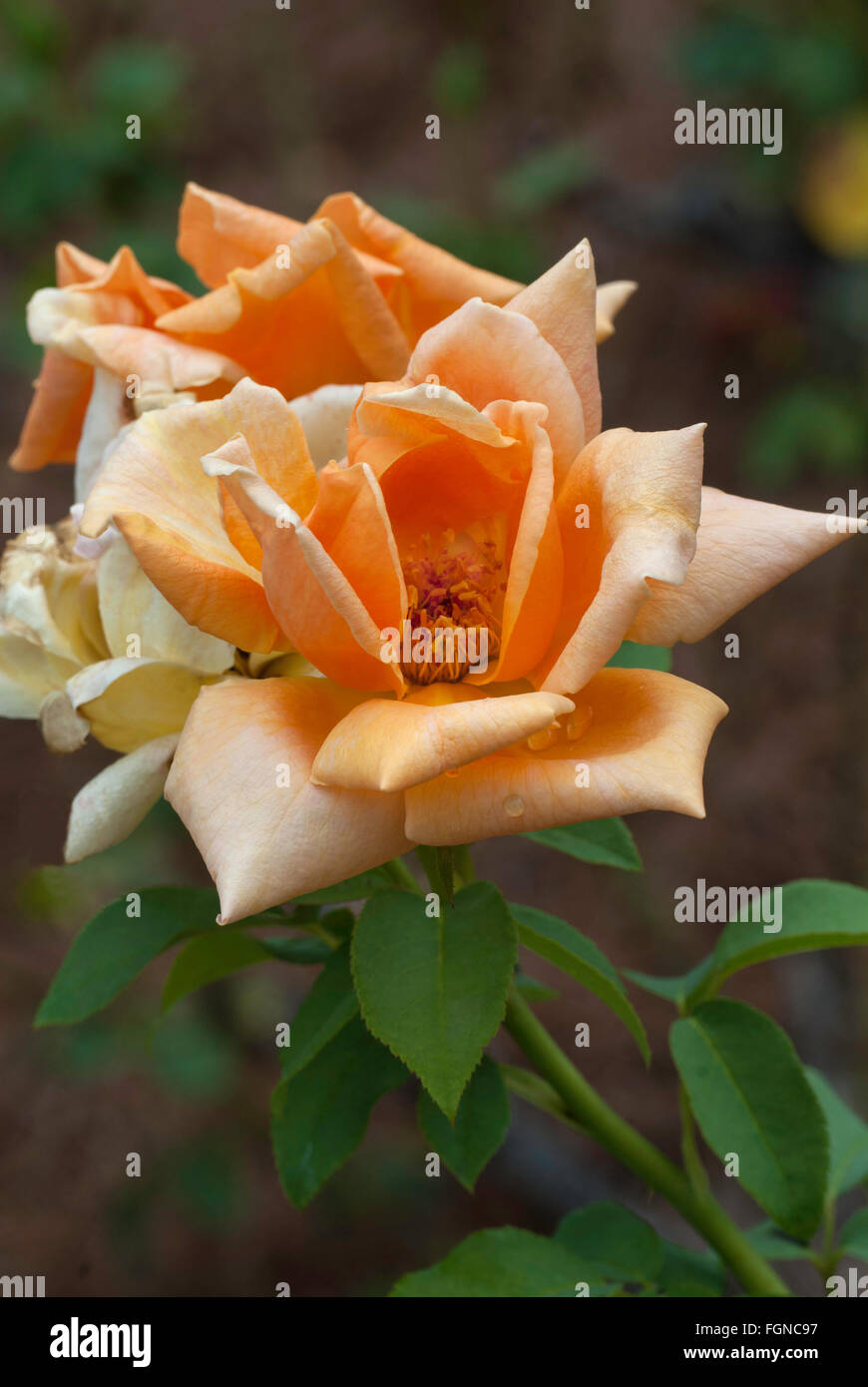 Rose, Rosa OLDTIMER, orange, Hybrid tea, Stock Photo