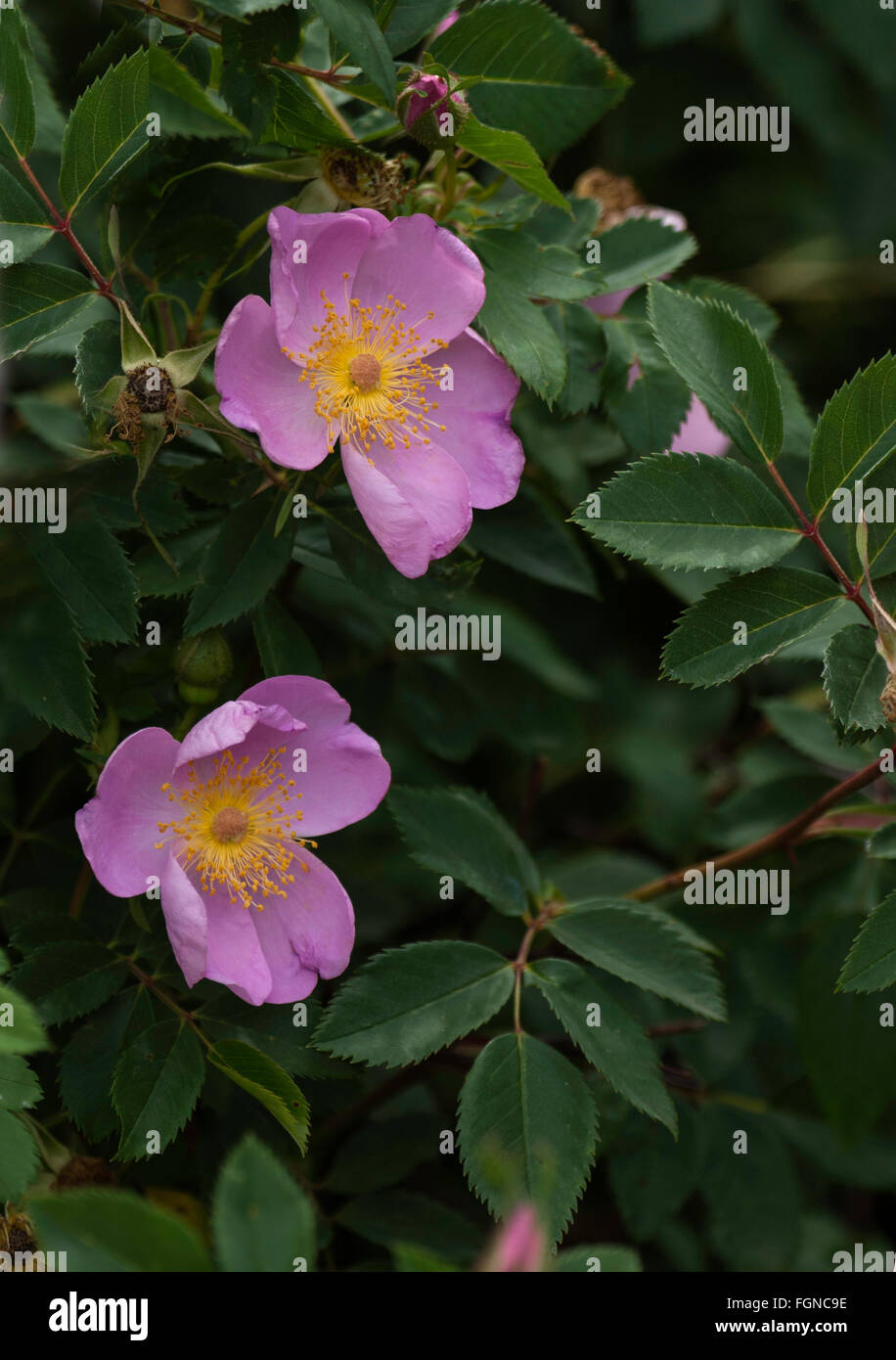 Rosa palustris  SWAMP ROSE, Willow-Leaved Hudson Rose, wild, species Stock Photo