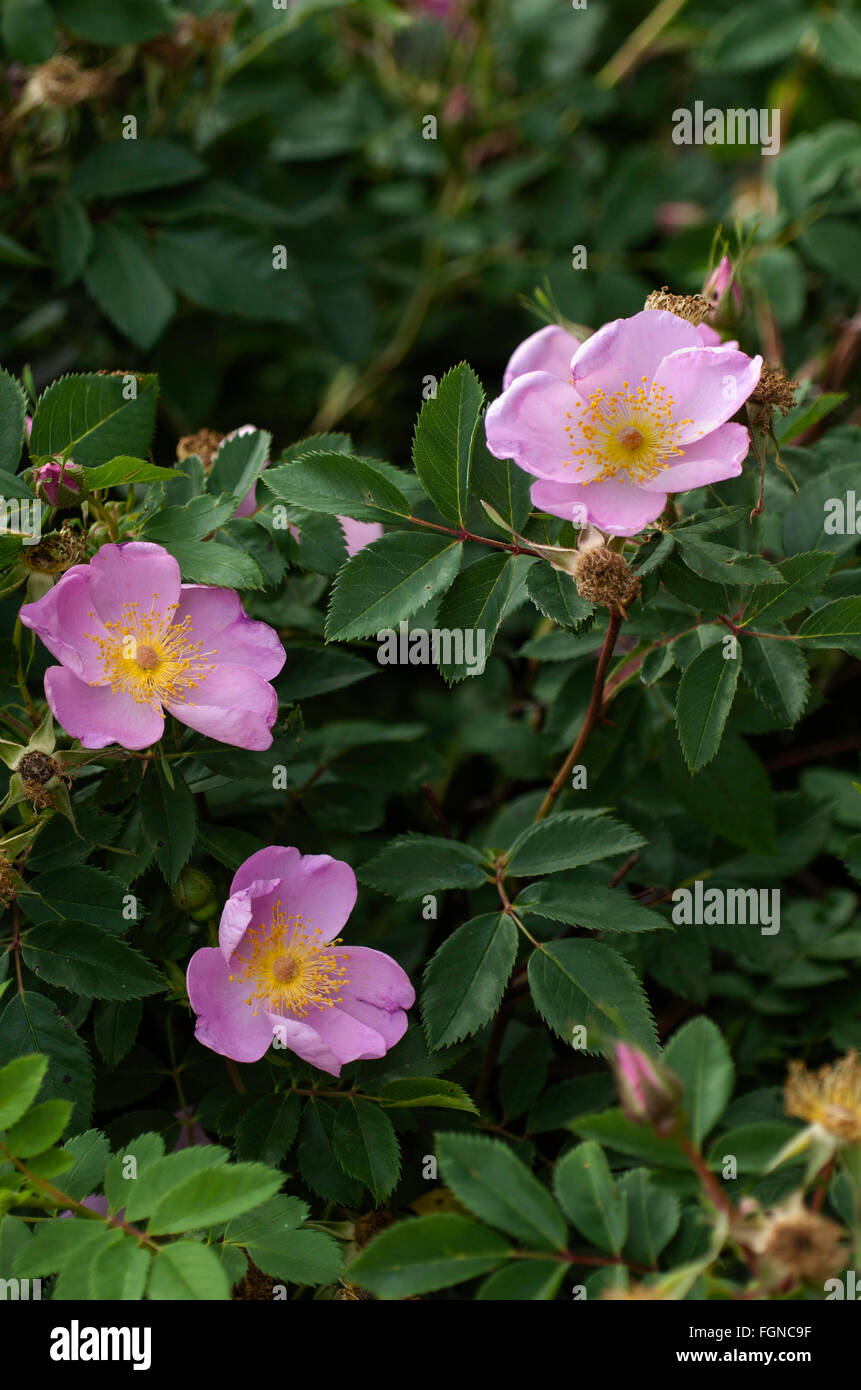 Rosa palustris,  SWAMP ROSE,Willow-Leaved Hudson Rose, wild, species Stock Photo