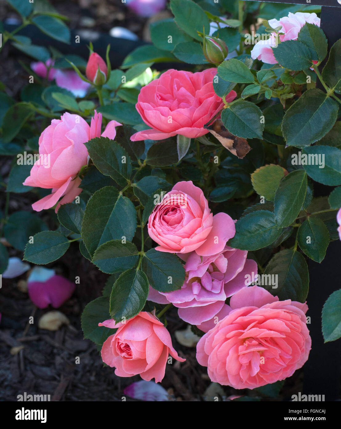 Salmon rose hires stock photography and images Alamy