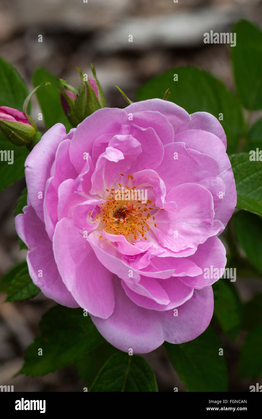 Rose, Rosa SARAH VAN FLEET, pink Hybrid Rugosa., Shrub Stock Photo