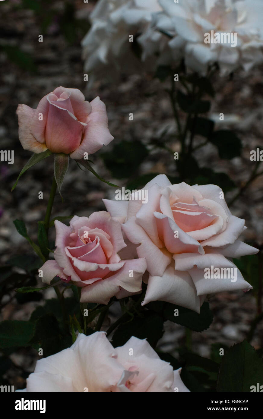 Rose, Rosa  Serendipity,  a Griffith Buck Shrub, Stock Photo