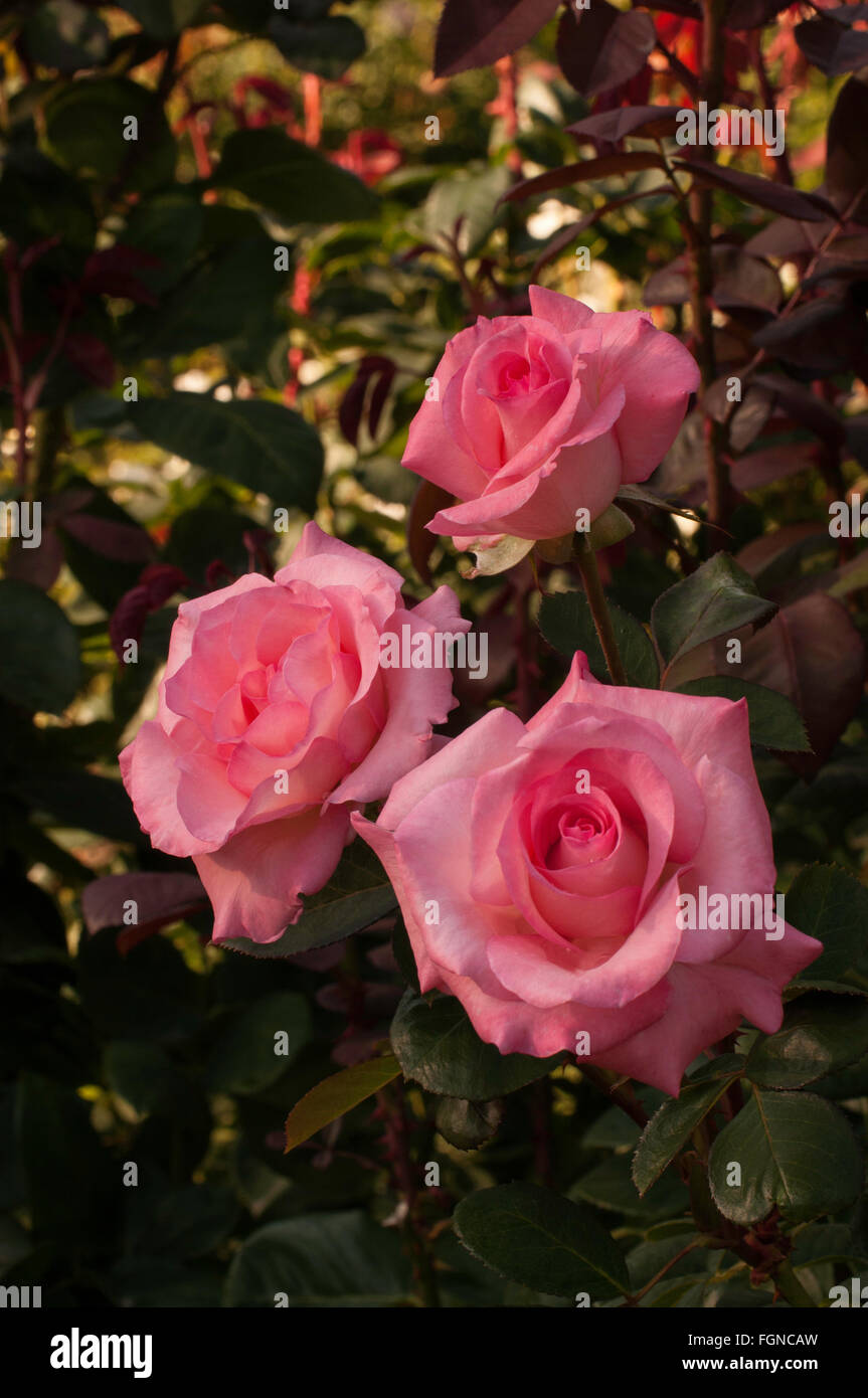 Rosa SHEER ELEGANCE Rose Hybrid Tea.   Orange-pink, Stock Photo
