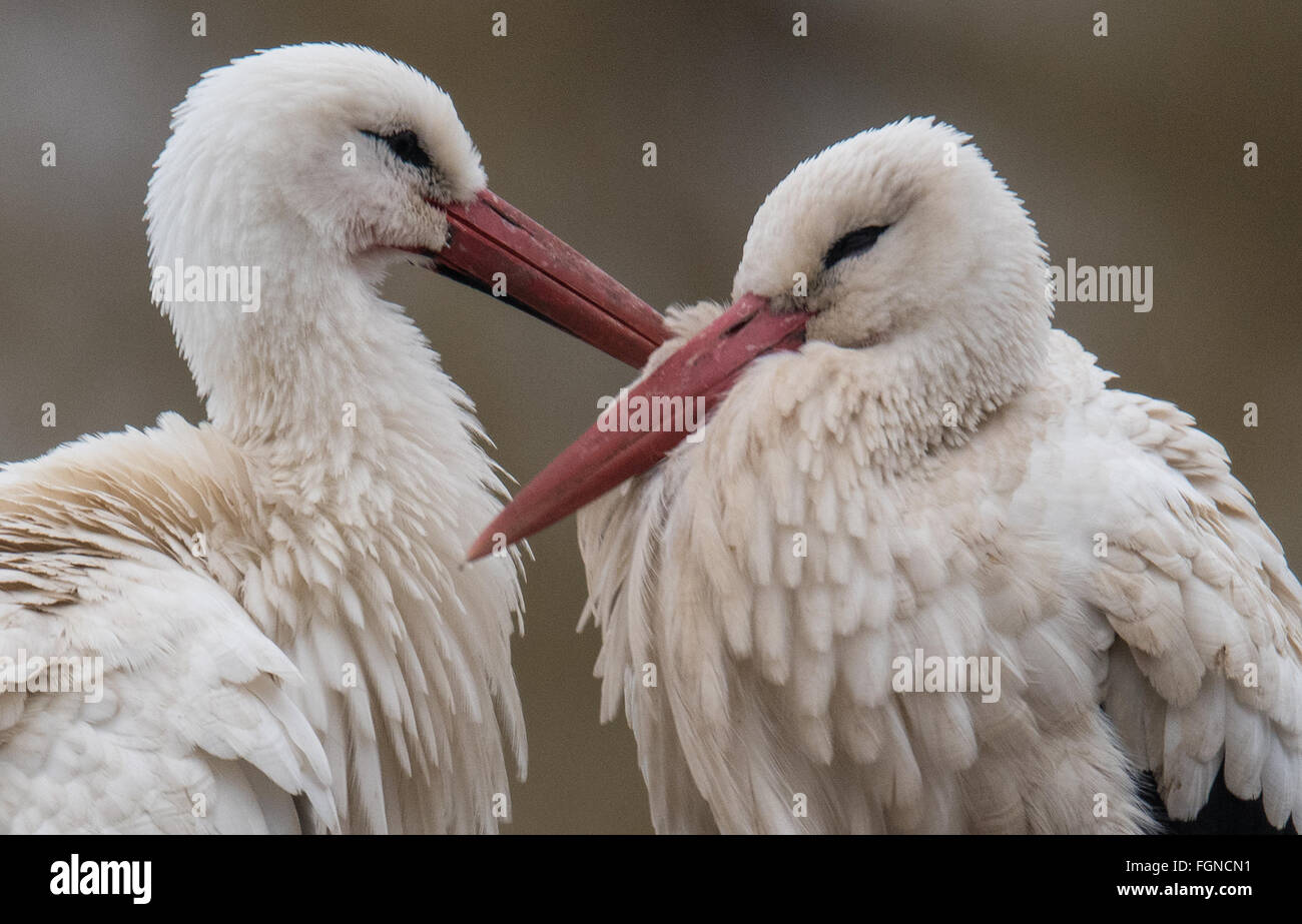 Two storks cuddle up to each other in the drizzling rain during ...