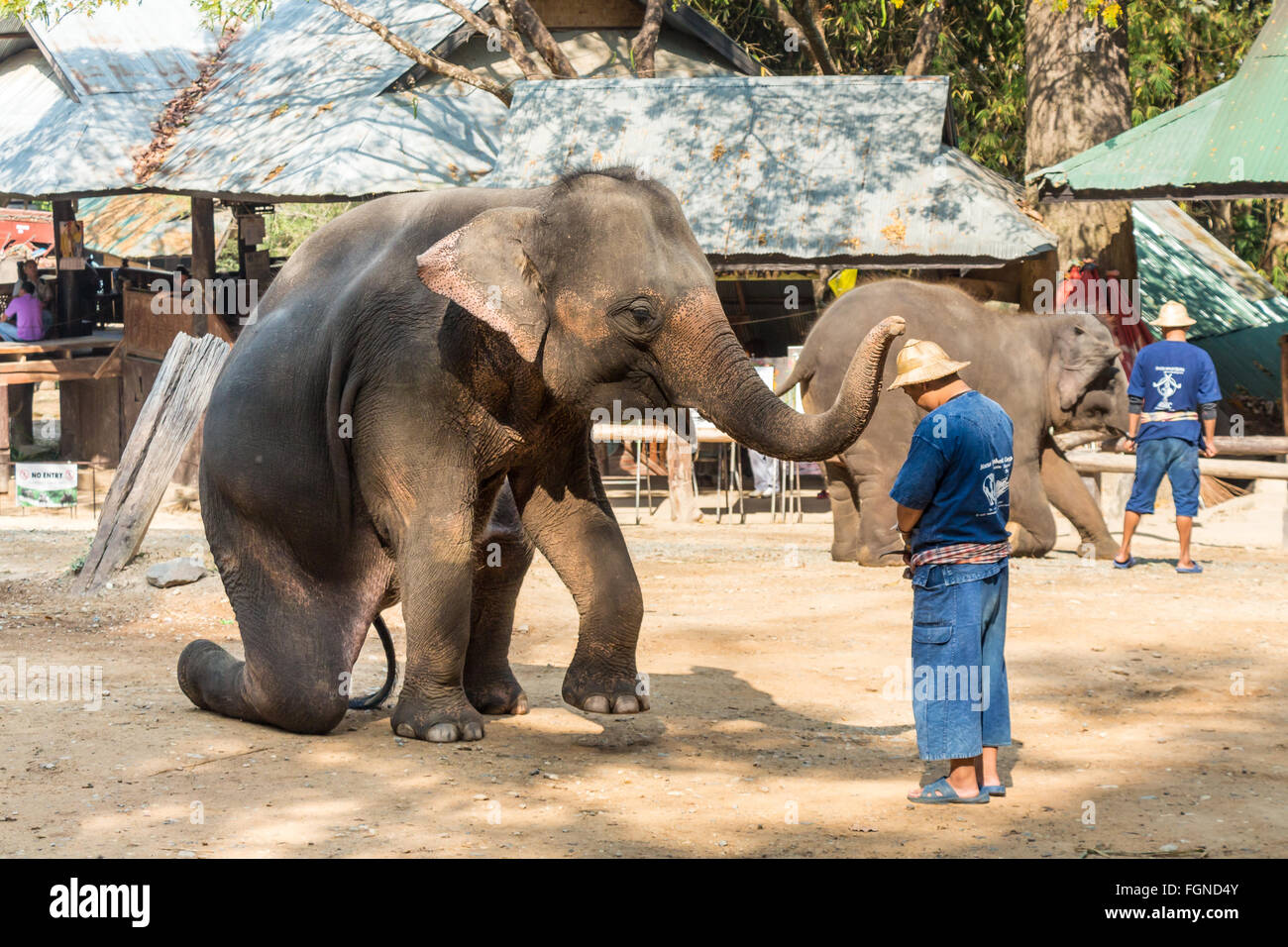 Chiangmai ,Thailand - February 20 : elephant is sitting and putting hat on mahout 's head on February 20 ,2016 at Mae Sa elephant camp ,Chiangmai ,Thailand Stock Photo