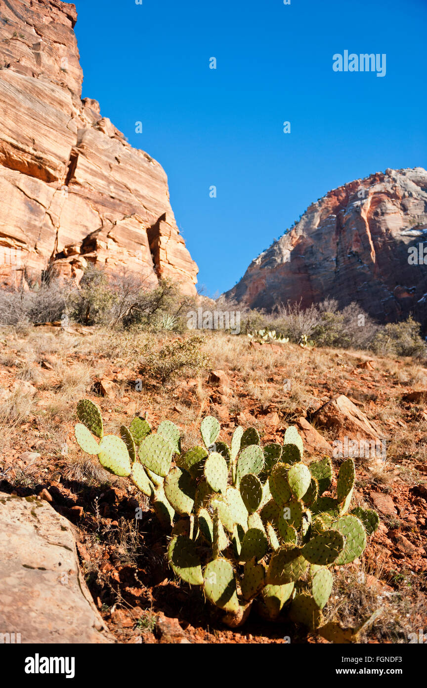Zion National Park Utah with prickly pear cactus in the foreground, mountainous high desert landscape, winter Stock Photo
