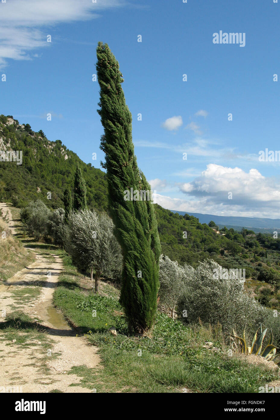Olive growth close to beaume de venise hi-res stock photography and ...