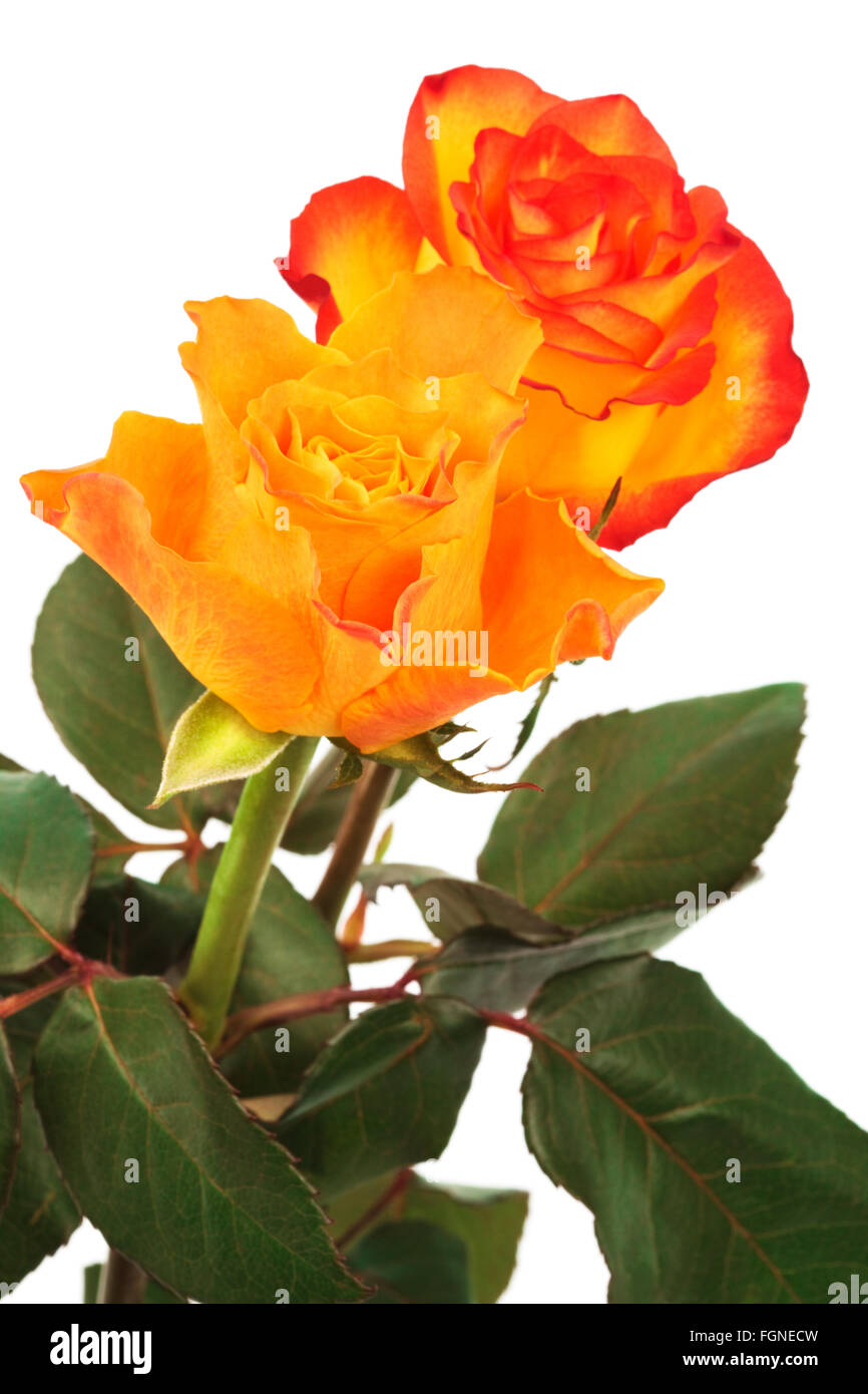two fresh roses on a white background Stock Photo - Alamy