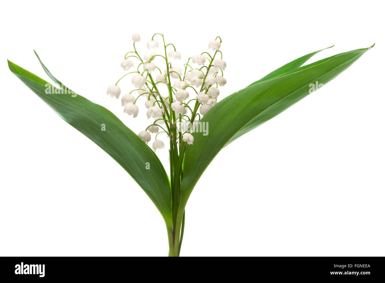 bouquet of lily of the valley on a white background Stock Photo - Alamy